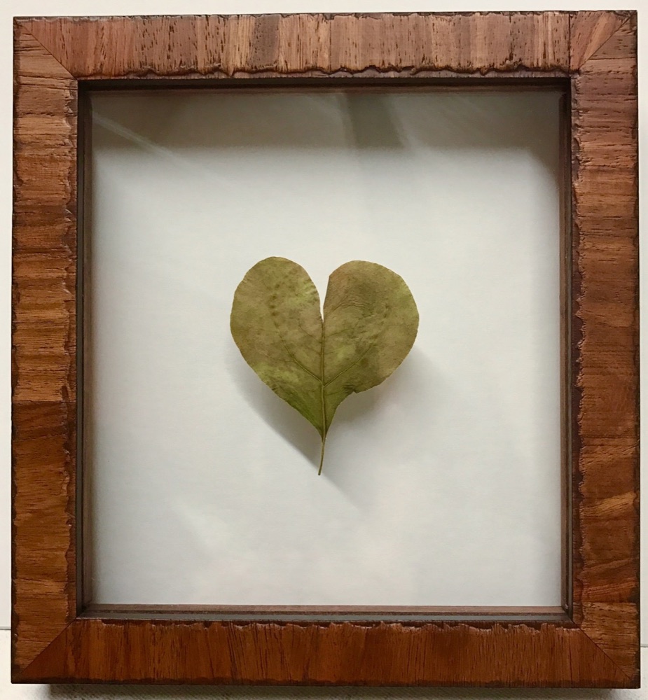 A heart shaped leaf in a custom wooden shadowbox